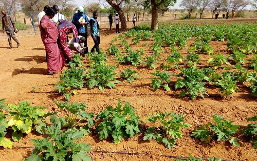 Irrigation goutte à goutte : Une réponse pour les pays sahéliens comme le Burkina